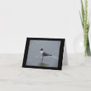 Search for gulls cards Wildlife