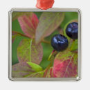 Search for macro christmas tree decorations Montana