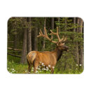 Search for bulls magnets Bull elk