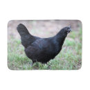 Search for pullets Farm