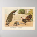 Search for guinea fowl decor Poultry