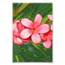 Search for frangipani art Plumeria