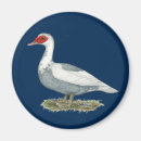 Search for pied magnets Blue