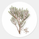 Search for thyme stickers Cooking