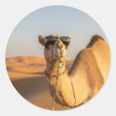 Search for camel desert stickers Middle east