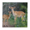 Search for antelope tiles Colour image