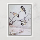 Search for chickadee postcards Ornithology