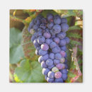 Search for bunch magnets Viticulture