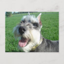 Search for schnauzer puppy postcards Cute