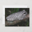 Search for tree frogs postcards Animals
