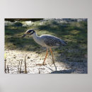 Search for ding posters Wildlife