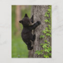 Search for climbing tree postcards Danita delimont