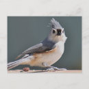Search for titmouse postcards Nature