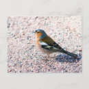 Search for passerine postcards Nature