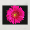 Search for pink petals postcards Daisy