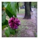Search for lilacs posters Flower