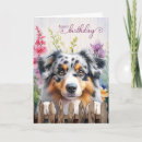 Search for australian shepherd birthday cards Dog