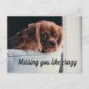 Search for sad miss you puppy postcards Cute