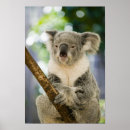Search for fig tree posters Nature