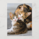 Search for cat mother postcards Feline