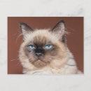 Search for rag postcards Cat