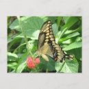 Search for giant flower postcards Flowers