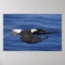 Search for us eagle posters Animal