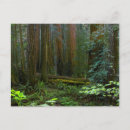 Search for muir woods postcards Marin