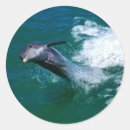 Search for jumping dolphin stickers Ocean