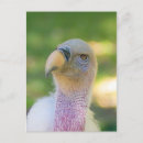 Search for griffon postcards Animal