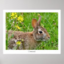 Search for cottontail art Springtime