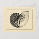 Search for vintage seashell postcards Shells