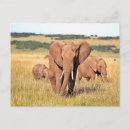 Search for elephant kid postcards Animal