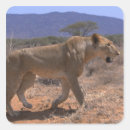 Search for walking lion stickers Kenya