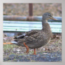 Search for wild duck photography Animals