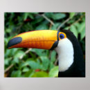 Search for amazons posters Bird