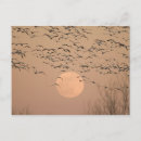 Search for migratory Geese