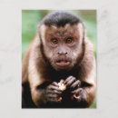 Search for black monkey postcards Animal