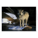 Search for canis Usa