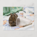 Search for pet food postcards Rodent