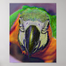 Search for parrots art Nature