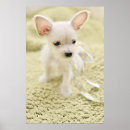 Search for item posters Animal
