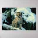 Search for leopard posters Snow
