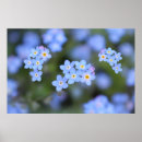 Search for forget me not flower posters Flowers