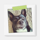 Search for magnets Green