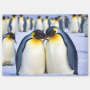 Search for penguin magnets Animal