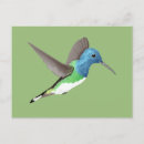 Search for jacobin postcards Hummingbird
