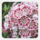Search for mountain laurel stickers Pink