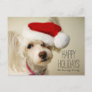 Search for chinese christmas cards Looking at camera