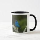 Search for neotropical Blue